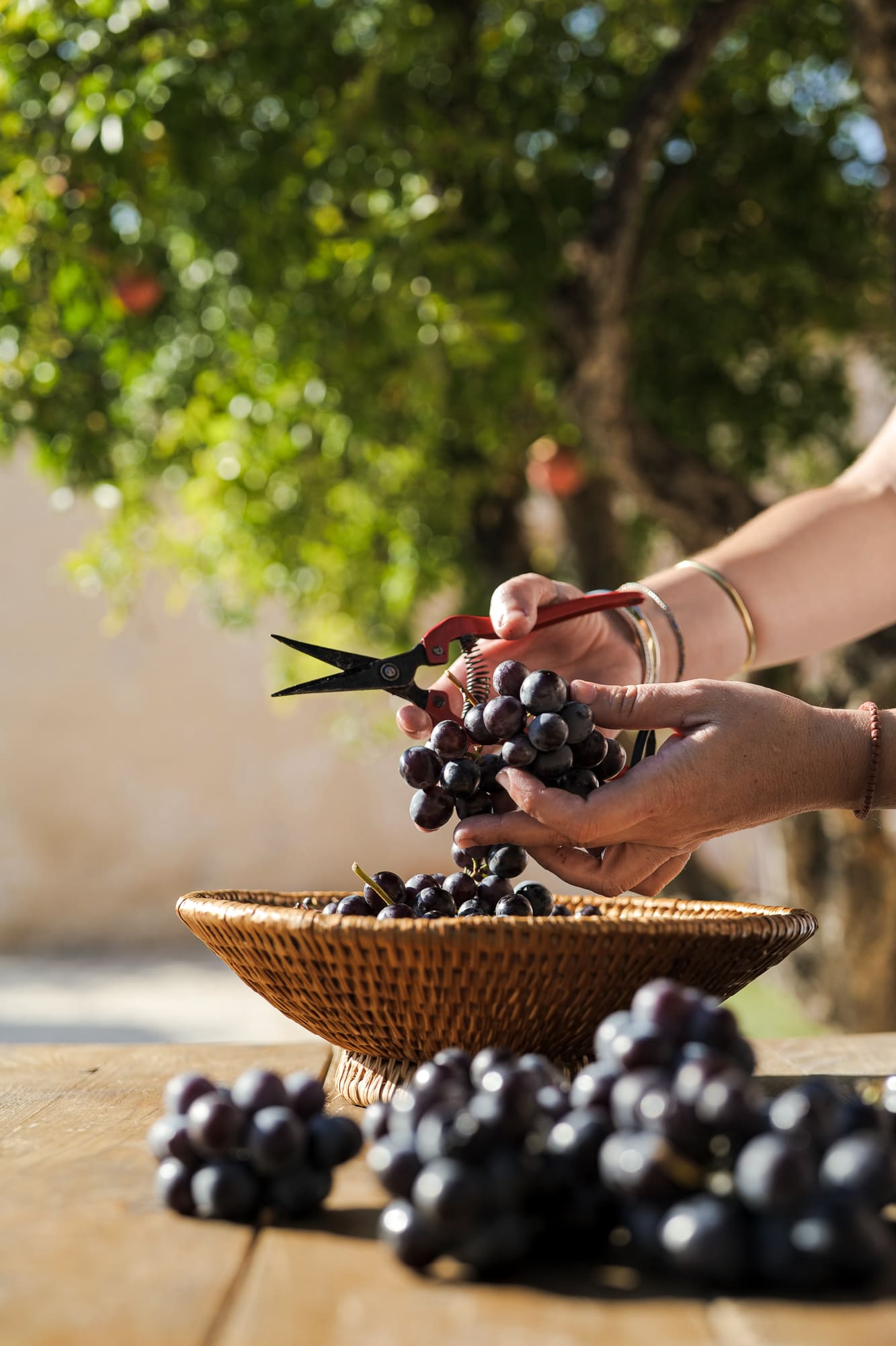 Κρασί αμπέλι-dafwines.com