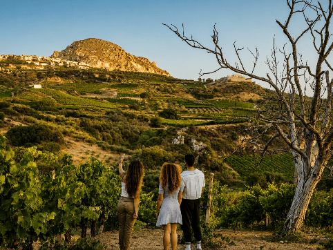 Αμπελώνας dafwines-dafwines.com